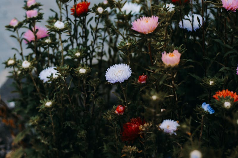 Fleurs colorées représentant l'univers Florajet